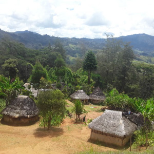 Village cafier en Papouasie